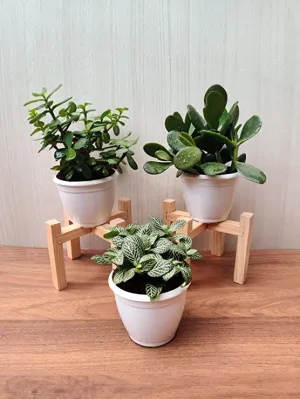 Air Purifying Plant Sets - Jade Plant, Fittonia Green Plant & Crassula Ovata Plant with Plastic Pots for Home, Office & Gifts