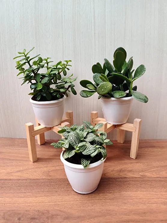 Air Purifying Plant Sets - Jade Plant, Fittonia Green Plant & Crassula Ovata Plant with Plastic Pots for Home, Office & Gifts