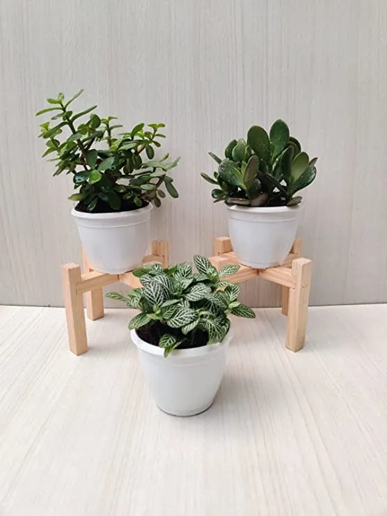 Air Purifying Plant Sets - Jade Plant, Fittonia Green Plant & Crassula Ovata Plant with Plastic Pots for Home, Office & Gifts