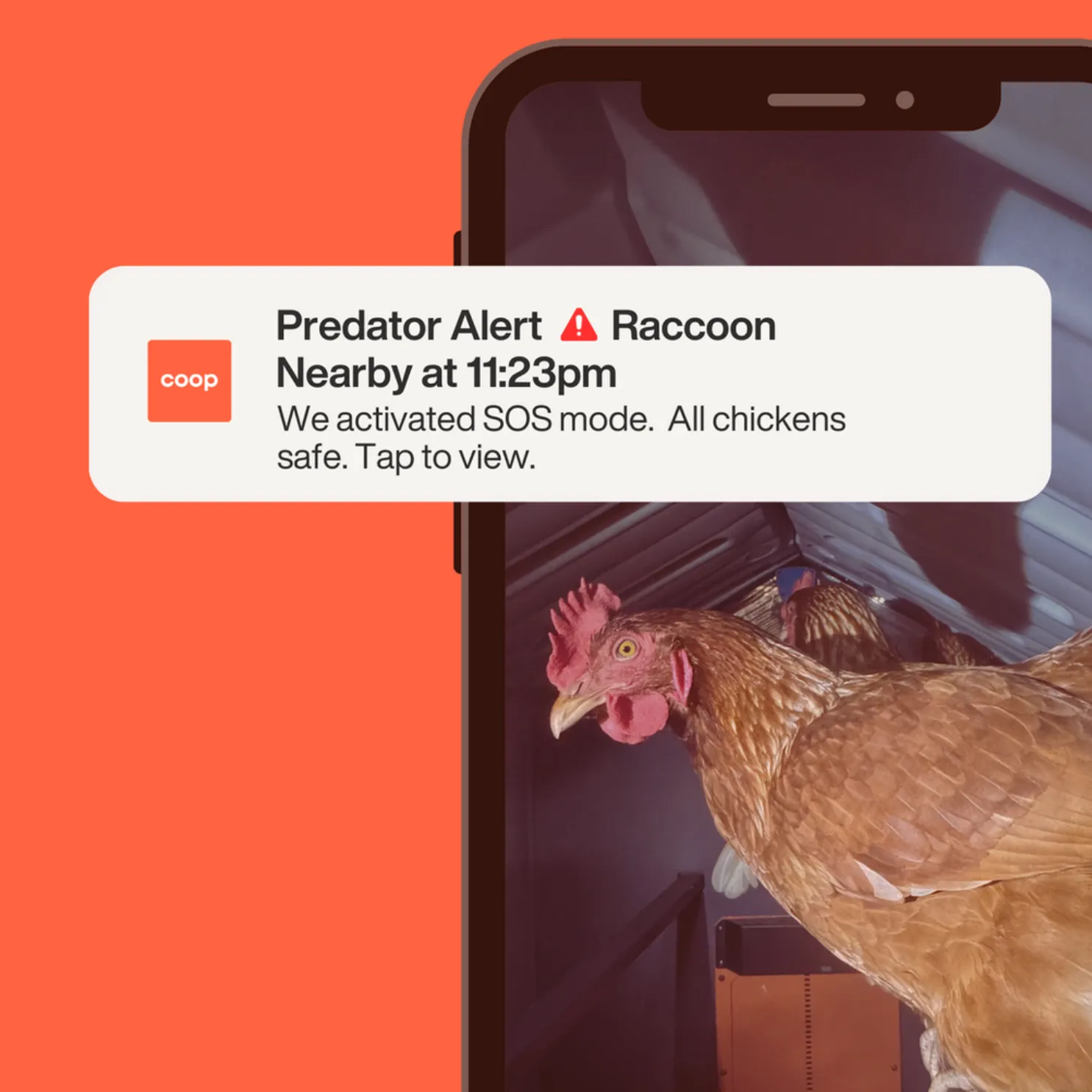 EggsteinAI CoopCam: 24/7 Flock Security