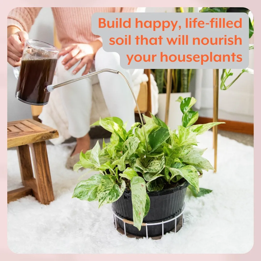 Instant Plant Food- Complete Plant Care Bundle for HOUSEPLANTS